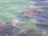 Giant-Jellyfish